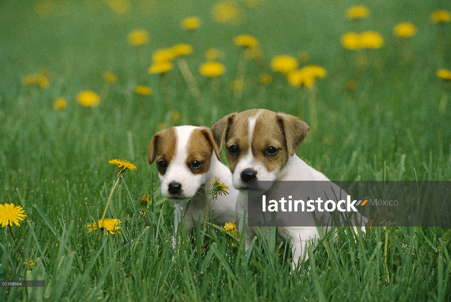 Jack Russell o dos cachorros Parson Terrier (Canis familiaris) en pasto entre los dientes de León