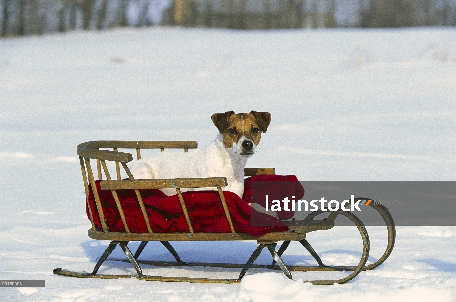 Jack Russell o Parson Terrier (Canis familiaris) adulto sentado en un trineo en la nieve