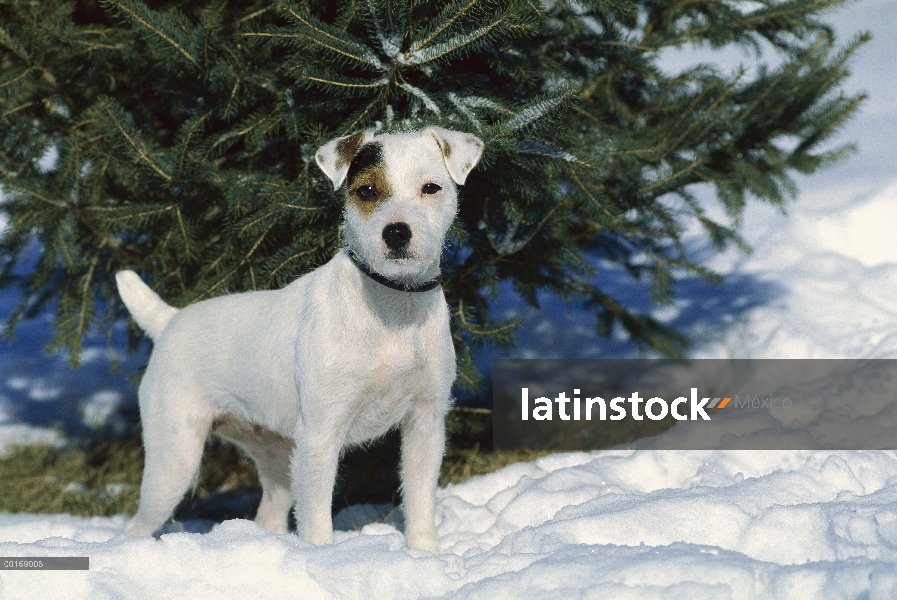 Jack Russell o Parson Terrier (Canis familiaris) adulto alerta permanente en la nieve