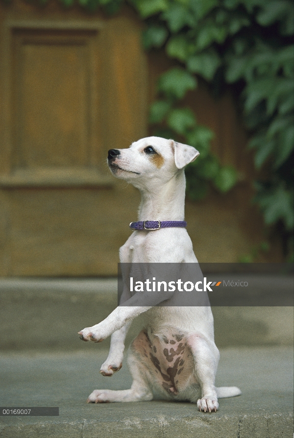 Jack Russell o Parson Terrier (Canis familiaris) adulto sentado erguido