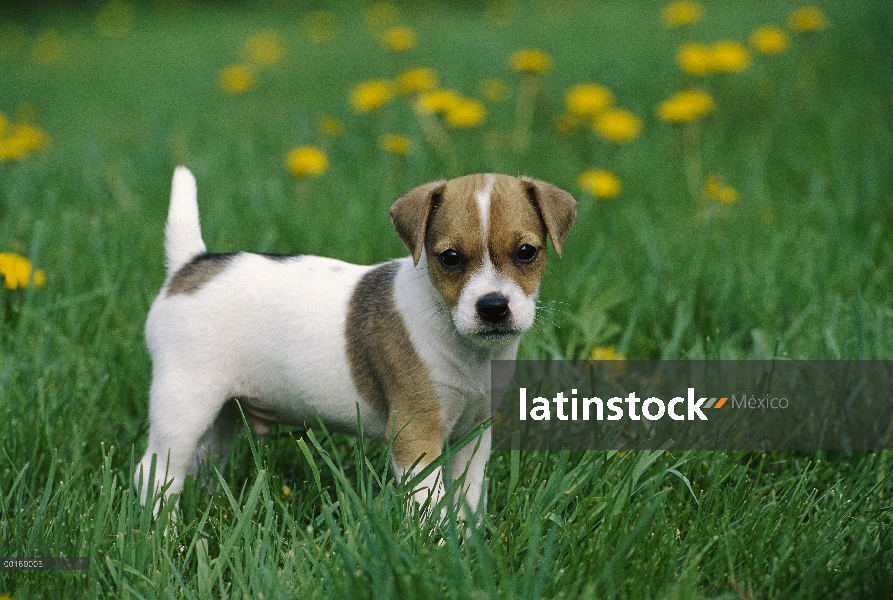 Jack Russell o Parson Terrier (Canis familiaris) cachorro de pie sobre la hierba entre los dientes d