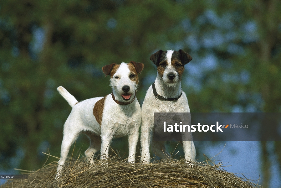 Jack Russell o Parson Terrier (Canis familiaris) dos adultos Unidos