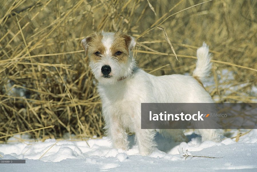 Jack Russell o Parson Terrier (Canis familiaris) adultos permanente alerta en la nieve