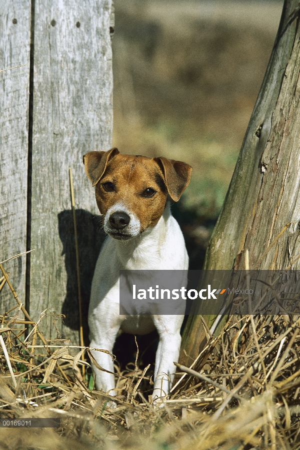 Jack Russell o Parson Terrier (Canis familiaris) adultos permanente alerta en cerca