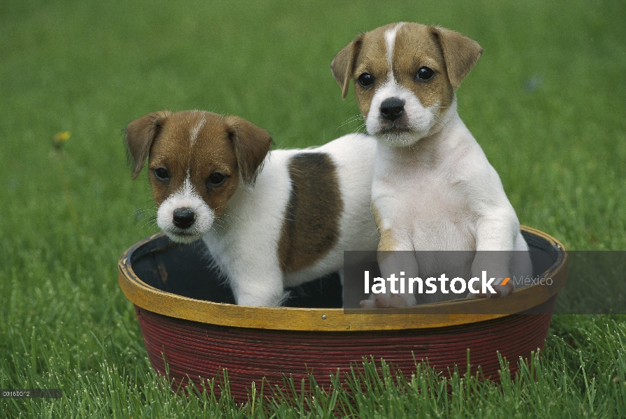 Jack Russell o dos cachorros Parson Terrier (Canis familiaris) en una cesta Junta