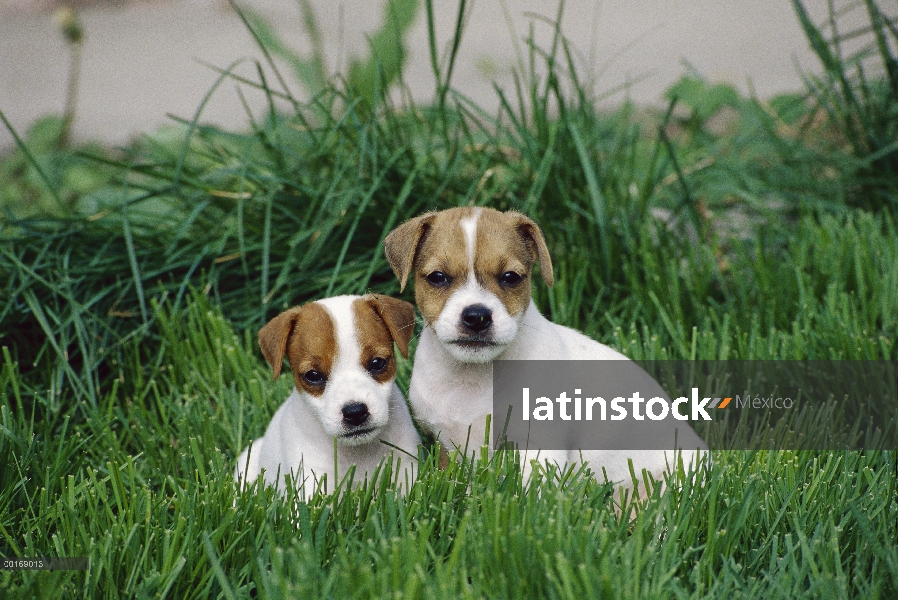 Jack Russell o Parson Terrier (Canis familiaris) dos cachorros juntos