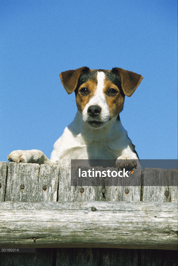 Jack Russell o Parson Terrier (Canis familiaris) adultos mirando por encima de una valla