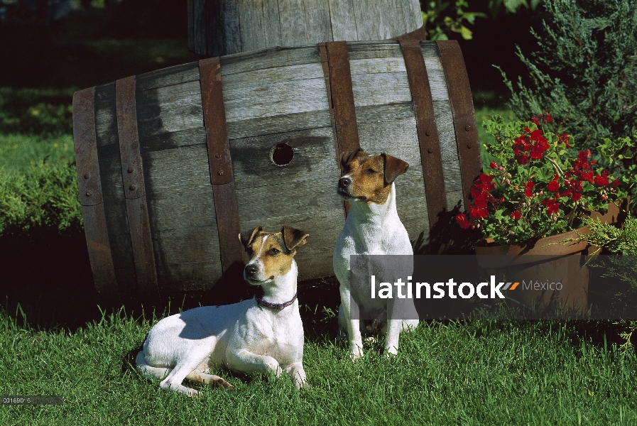 Jack Russell o Parson Terrier (Canis familiaris) dos adultos sentados juntos