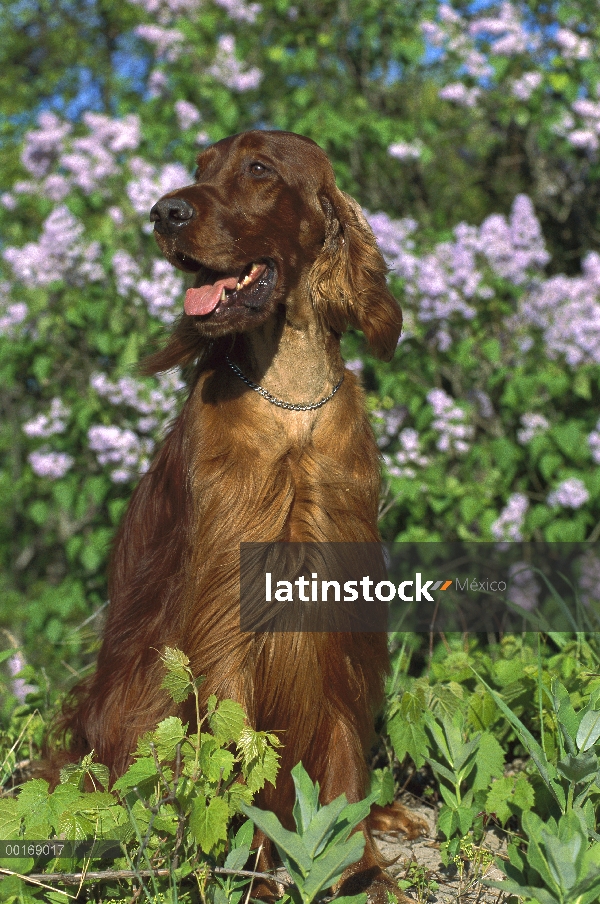 Setter irlandés (Canis familiaris) retrato