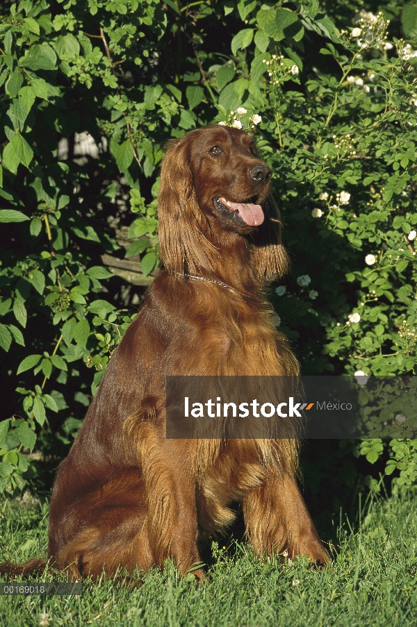 Setter irlandés (Canis familiaris) retrato