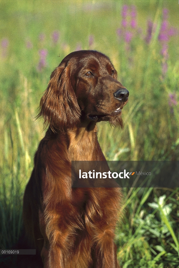 Setter irlandés (Canis familiaris) retrato