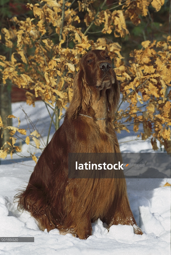 Setter irlandés (Canis familiaris) retrato en nieve