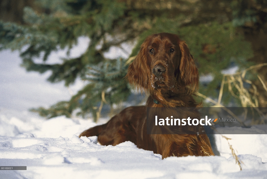 Setter irlandés (Canis familiaris) en nieve