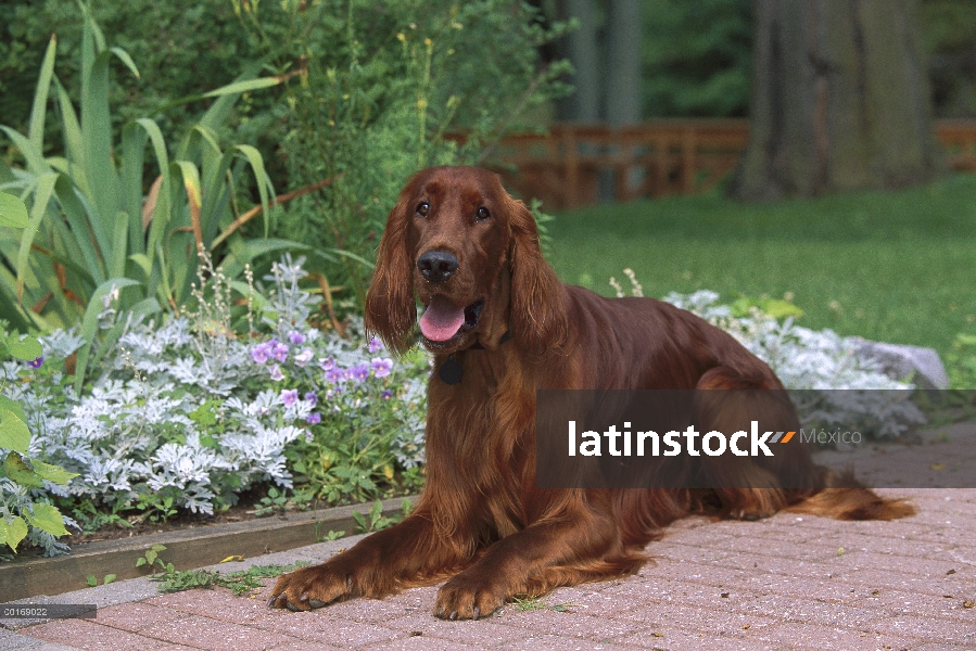 Setter irlandés (Canis familiaris) retrato