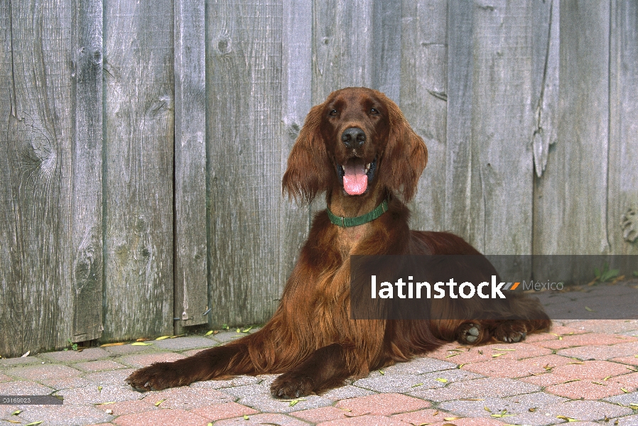 Setter irlandés (Canis familiaris) retrato