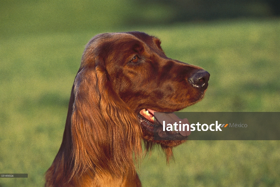 Setter irlandés (Canis familiaris) retrato