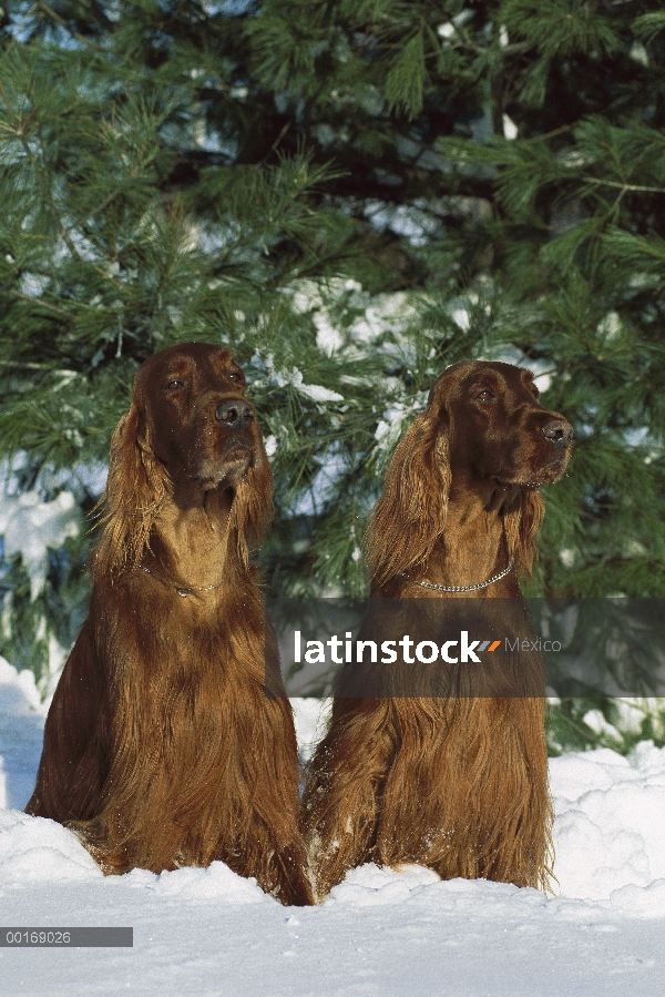 Dos Setters Irlandeses (Canis familiaris) sentado en la nieve