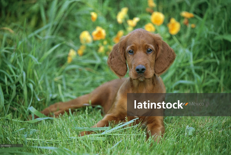 Cachorro de Setter irlandés (Canis familiaris)