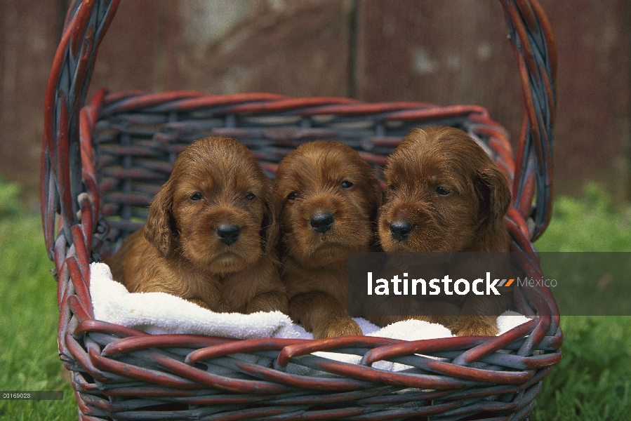 Setter irlandés (Canis familiaris) tres cachorros en una canasta