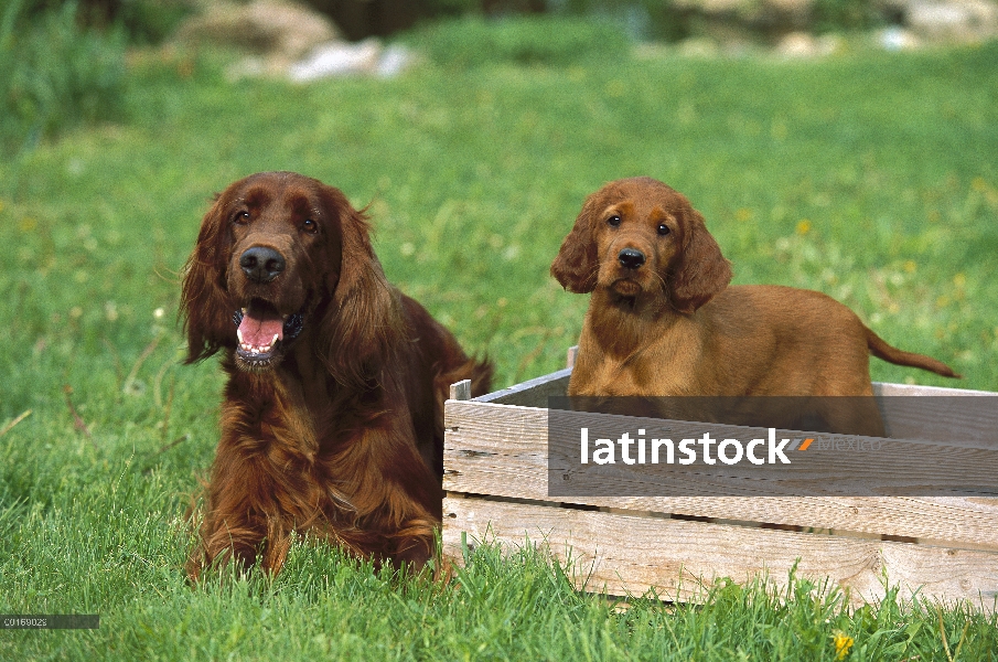 Cachorro y adulto Setter irlandés (Canis familiaris)