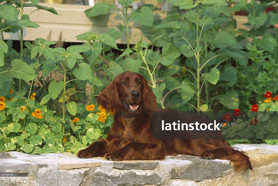 Setter irlandés (Canis familiaris) retrato