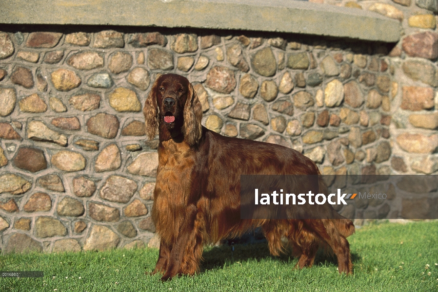 Setter irlandés (Canis familiaris) retrato