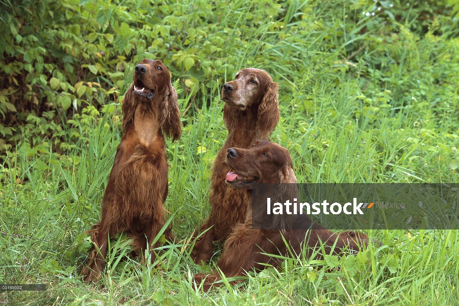 Setter irlandés (Canis familiaris) trio