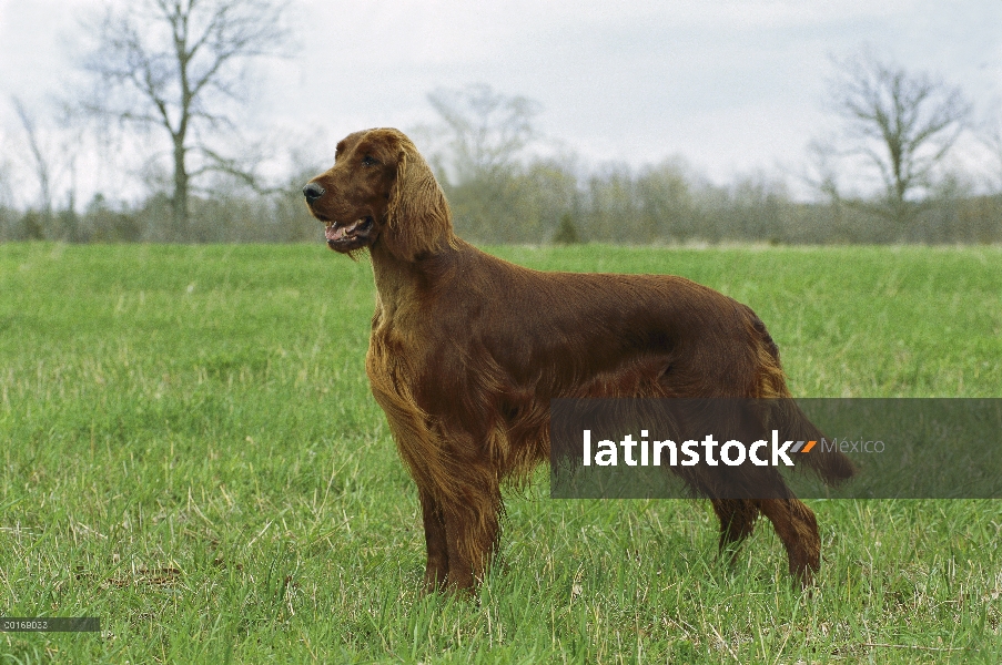 Setter irlandés (Canis familiaris) retrato