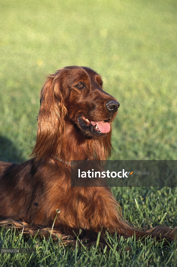 Setter irlandés (Canis familiaris) retrato