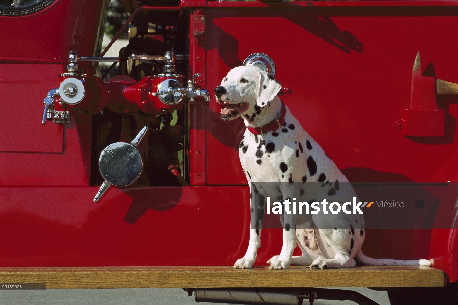 Dálmata (Canis familiaris) en camión de bomberos antiguo