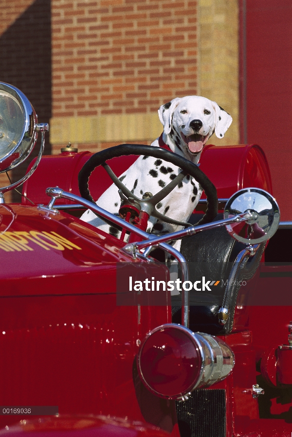 Dálmata (Canis familiaris) en camión de bomberos antiguo