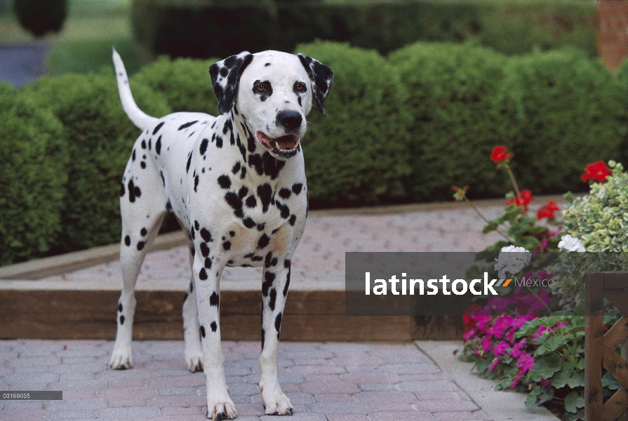 Dálmata (Canis familiaris) retrato