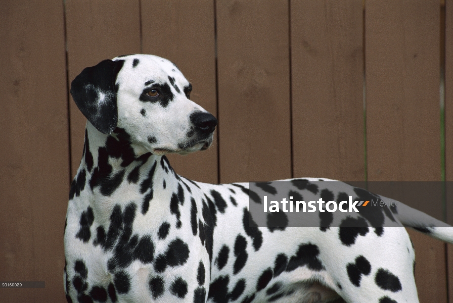 Dálmata (Canis familiaris) retrato