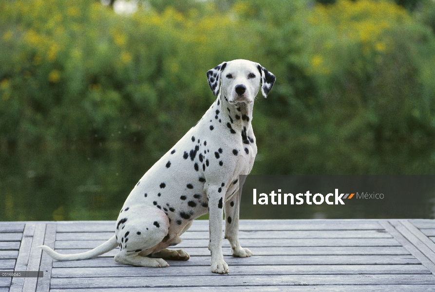 Dálmata (Canis familiaris) retrato