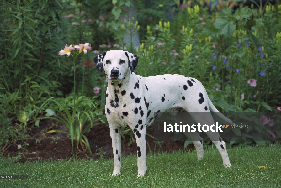 Dálmata (Canis familiaris) retrato