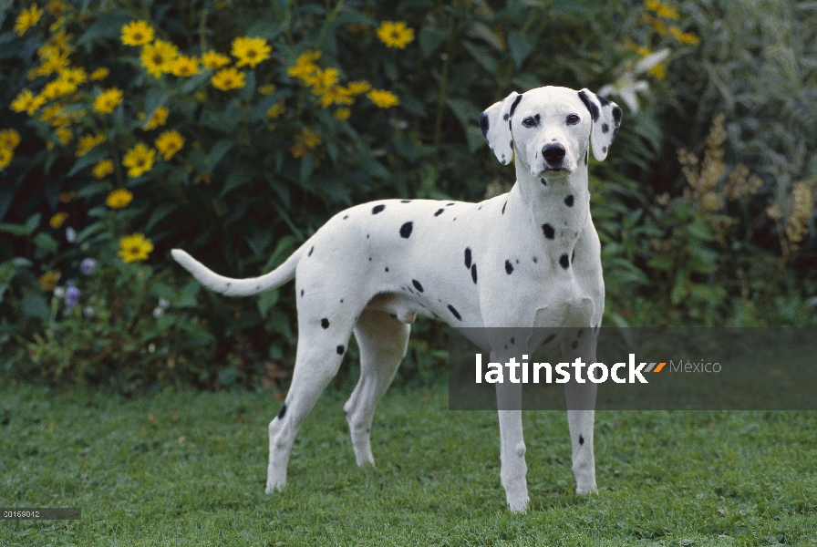 Dálmata (Canis familiaris) retrato