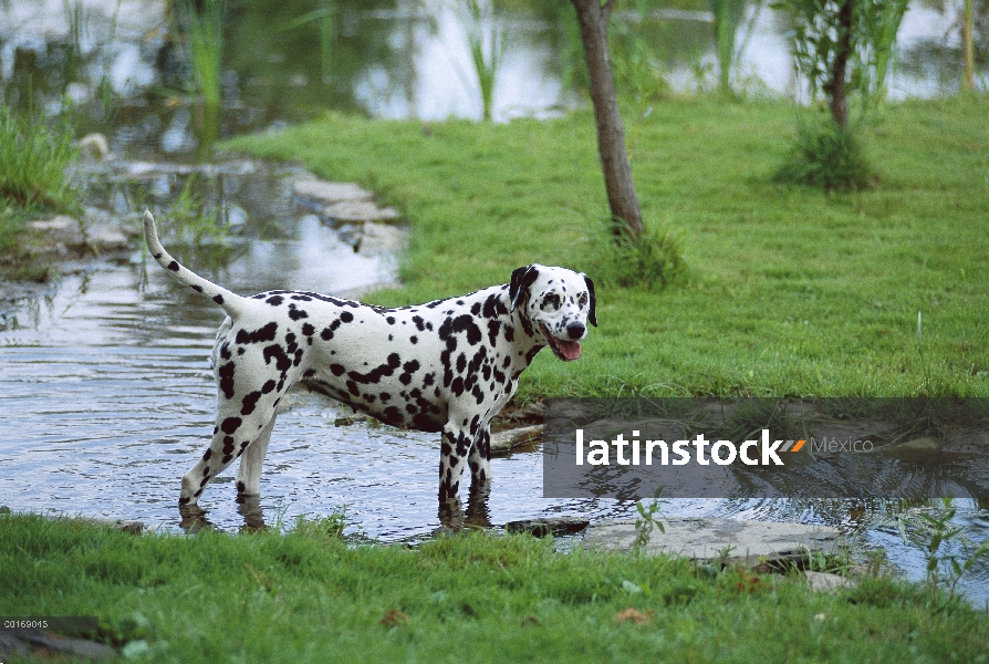 Dálmata (Canis familiaris) en secuencia, mantener fresco