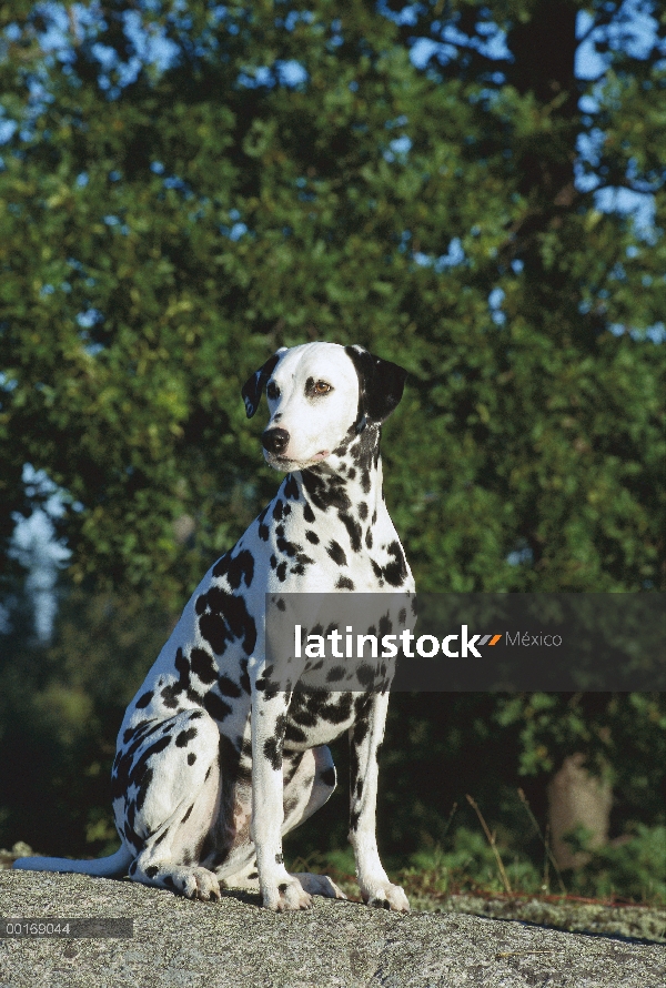 Dálmata (Canis familiaris) sentado