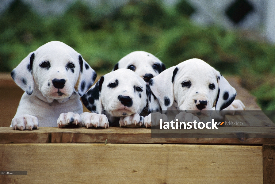 Grupo de dálmatas (Canis familiaris) de cachorros fuera de la caja de parto