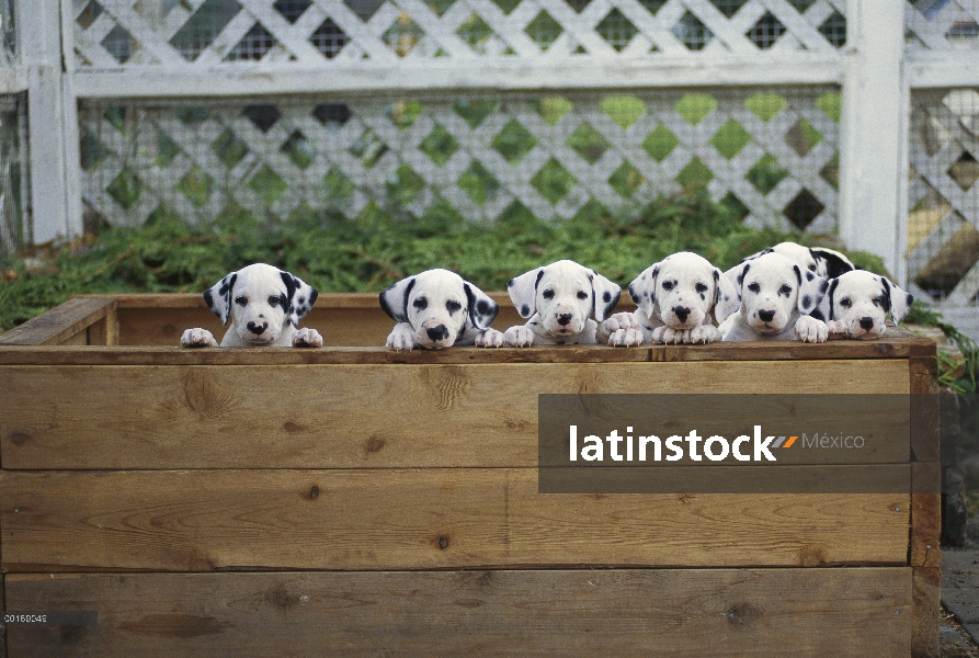 Dálmatas cachorros (Canis familiaris) fuera de la caja de parto