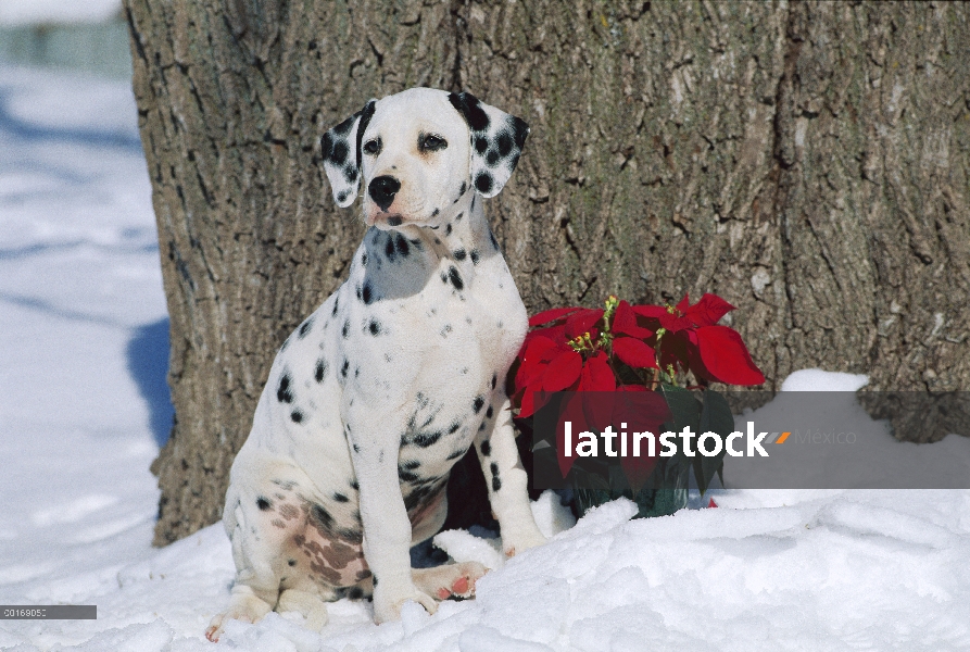 Dálmata cachorro (Canis familiaris) en la nieve