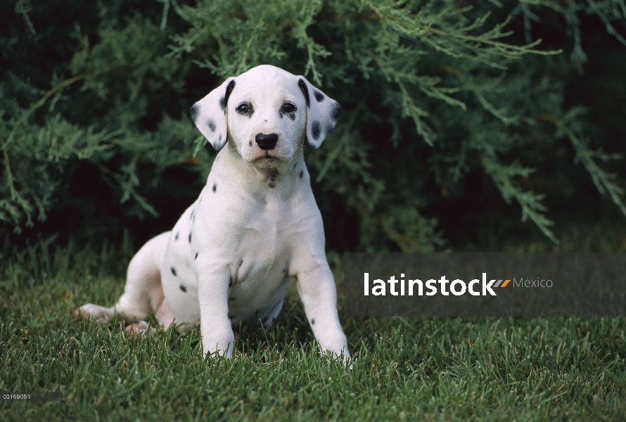 Dálmata cachorro (Canis familiaris)