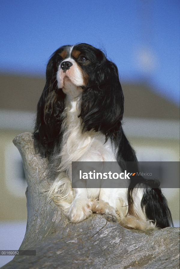 Retrato de Cavalier King Charles Spaniel (Canis familiaris)