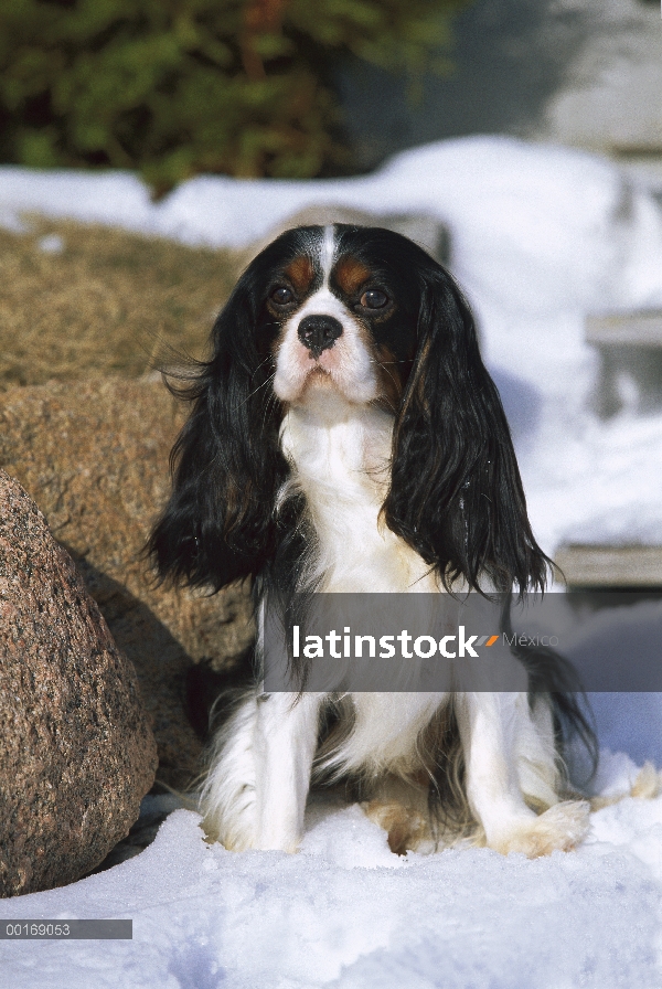 Retrato de Cavalier King Charles Spaniel (Canis familiaris) en la nieve