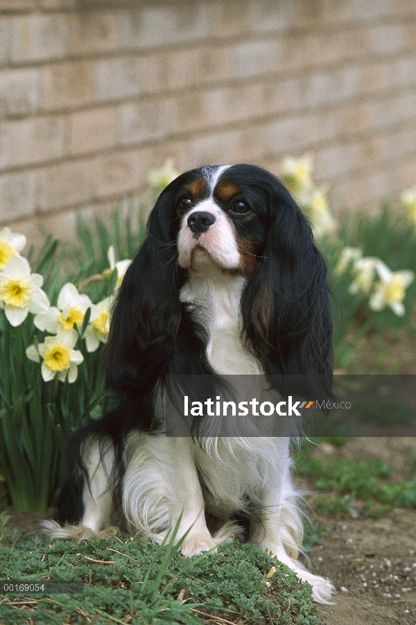 Retrato de Cavalier King Charles Spaniel (Canis familiaris)