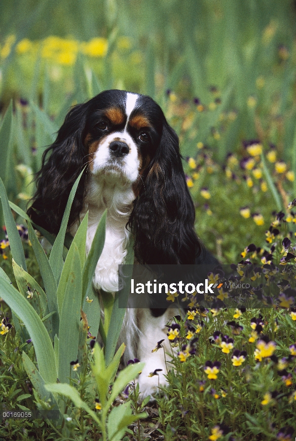 Retrato de Cavalier King Charles Spaniel (Canis familiaris)