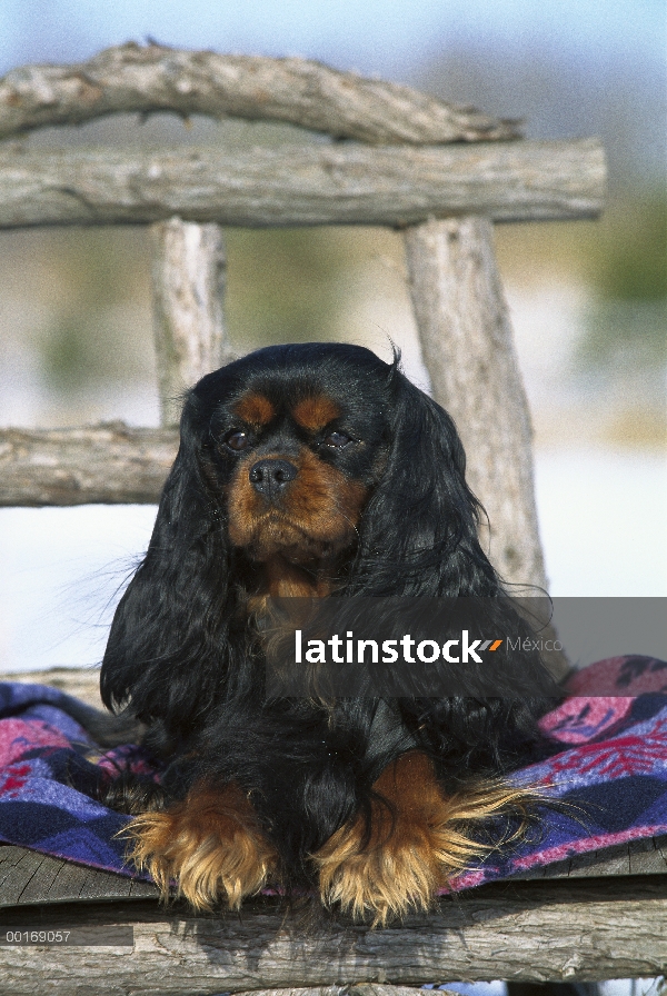 Retrato de Cavalier King Charles Spaniel (Canis familiaris)