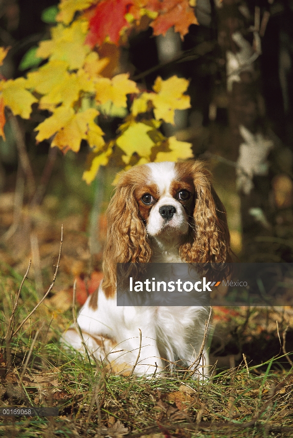 Retrato de Cavalier King Charles Spaniel (Canis familiaris) en otoño