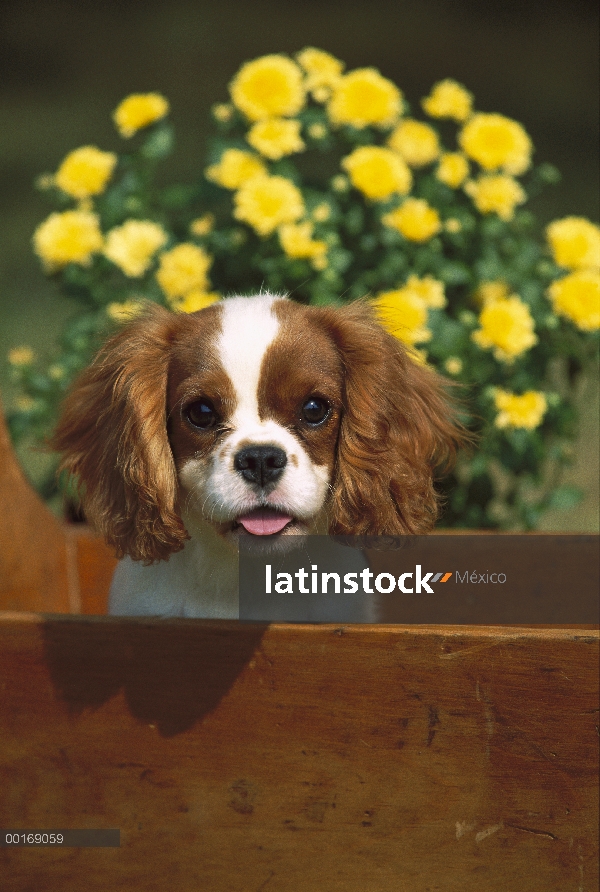 Cachorro de Cavalier King Charles Spaniel (Canis familiaris)