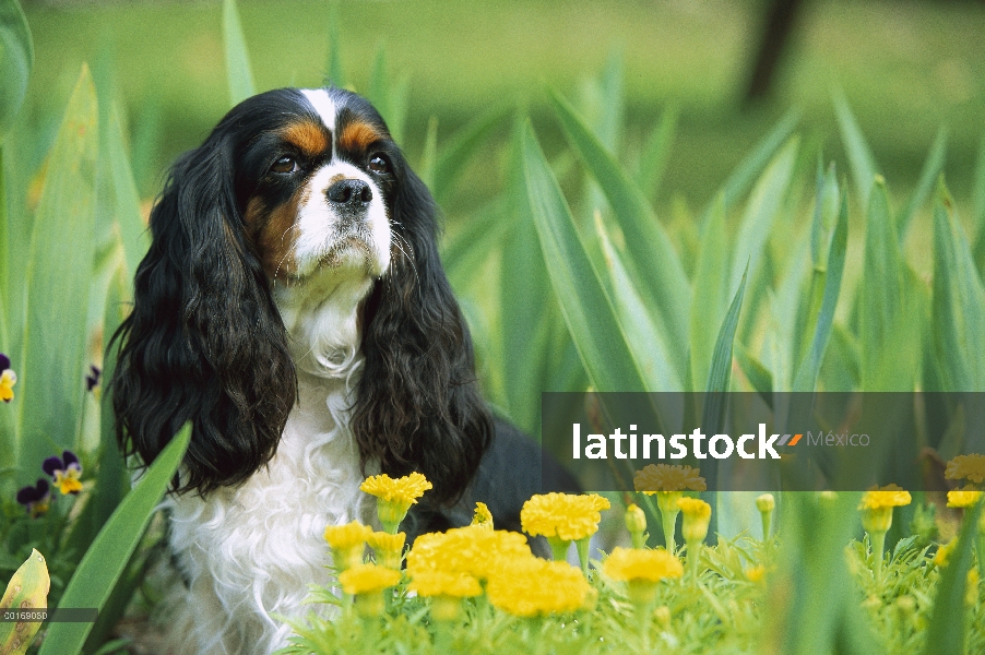 Retrato de Cavalier King Charles Spaniel (Canis familiaris)